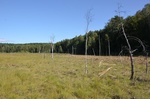 Na zdjęciu  torfowisko przejściowe na terenie rezerwatu przyrody 'Torfowisko Osowiec' 
