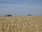 Obiekty militarne Międzyrzeckiego Rejonu Umocnionego wśród zbóż w rejonie Kaławy w powiecie międzyrzeckim