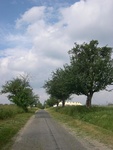 Aleja starych jabłoni przy drodze w rejonie Łagowa w powiecie świebodzińskim