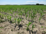 Monokultura kukurydzy w okolicach Zbąszynka w powiecie świebodzińskim